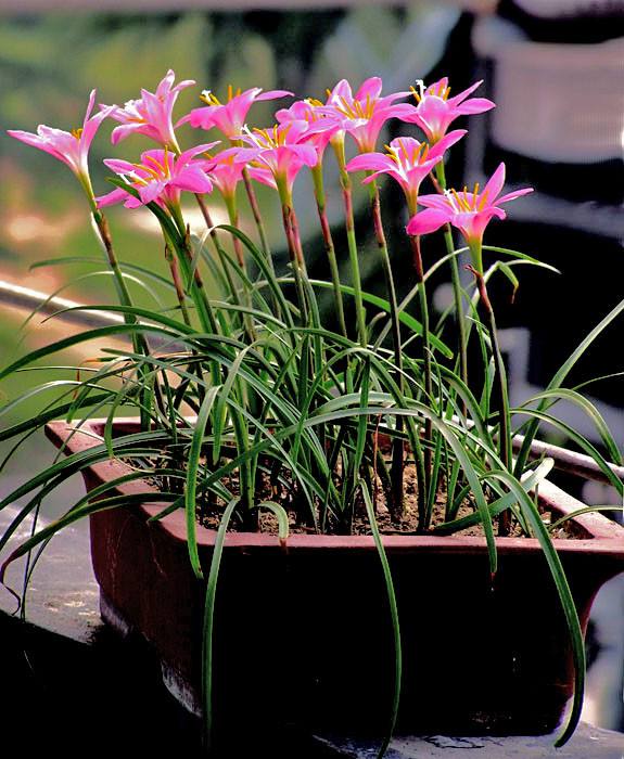 雏菊的家庭种植方法