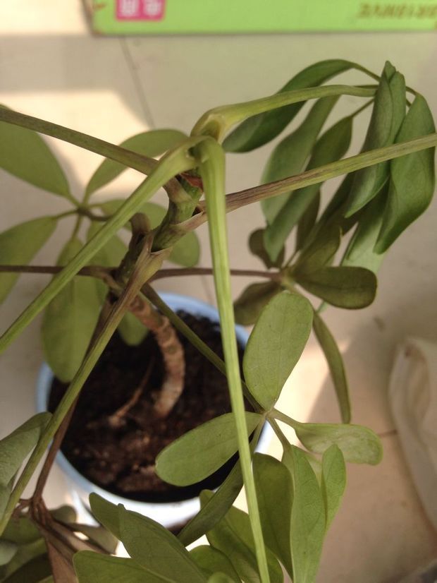 治疗白垩病最有效方法:让植物重获健康的秘诀