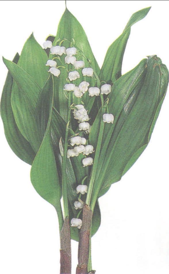 绣球的养殖方法:掌握要点,轻松养出绚丽花球