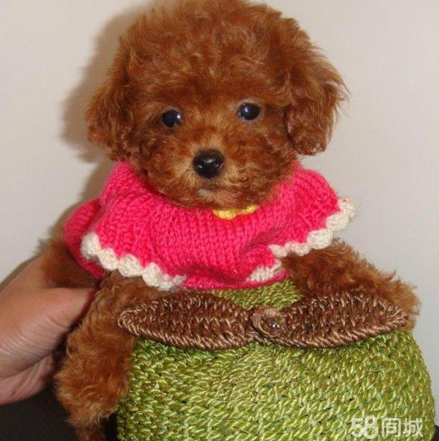 两个多月狗狗感冒:新手宠物护理人员的应对指南