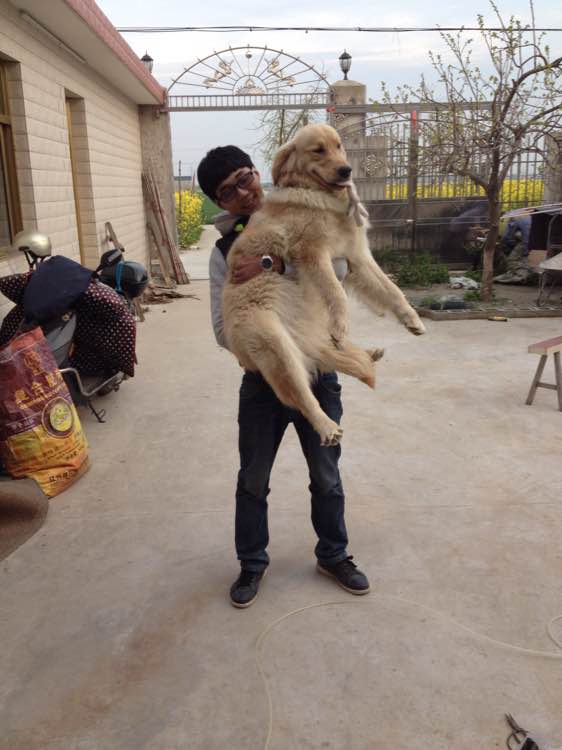 狗狗生产前流血:准主人必知的紧急信号与应对指南