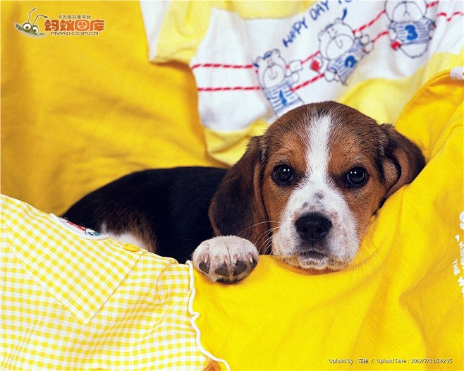 猫咪吃植物，这是怎么回事？